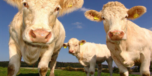 ERC Credit For Farmers & AG Businesses